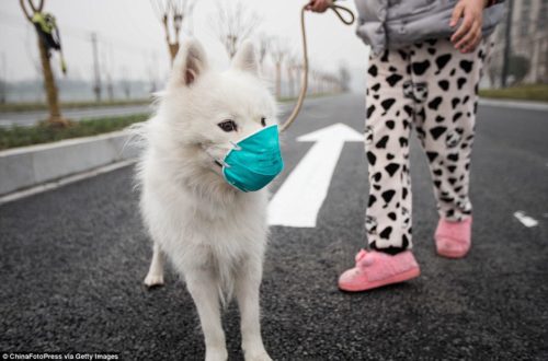 Dog-air-filter-face-mask-pollution-protection
