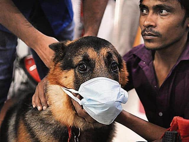 dogs-suffering-India-smog-delhi-pollution