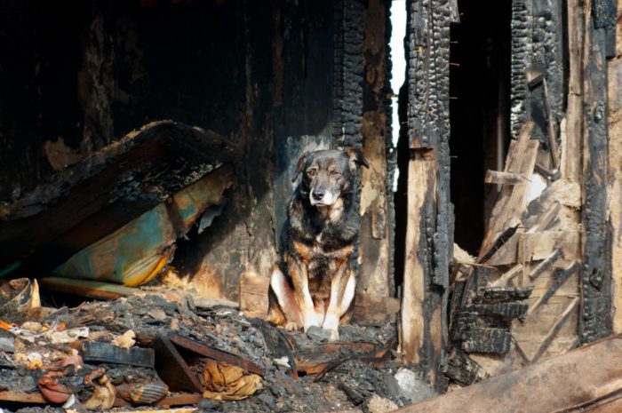 What to Do for Fire Hazards & Pet Smoke Inhalation