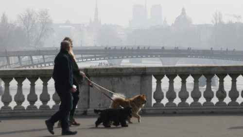 dogs-walking-air-pollution-problem