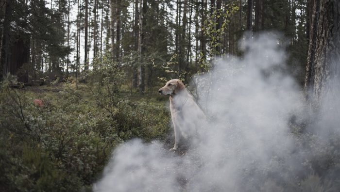 dog-wildfire-air-smoke-problems