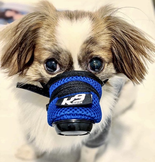 Cute Small K9 Air Filter Mask Customer Photo