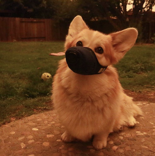 Air Filter Mask for dog in Orange Sky K9 Mask
